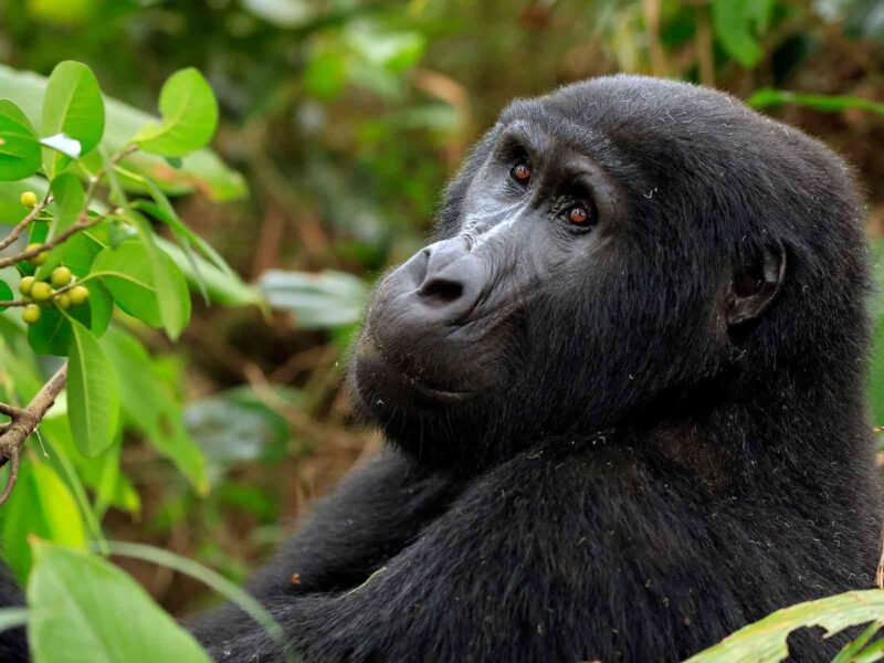 6 Days Uganda Adventure Tour