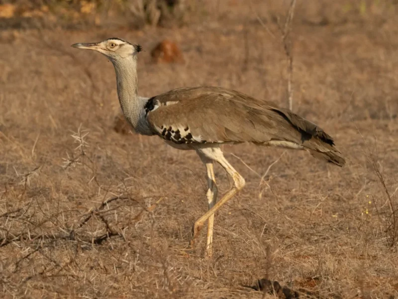 Kenya Birding Safaris