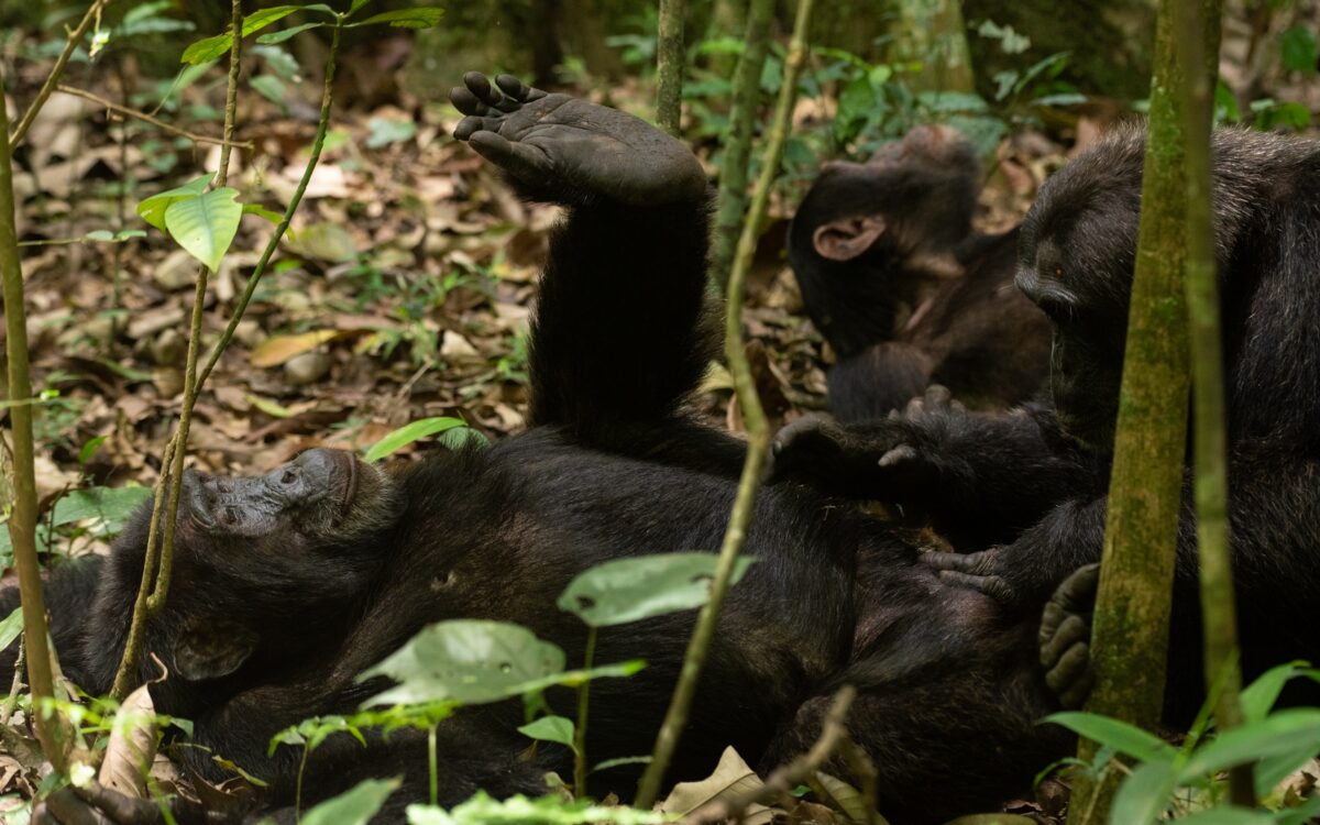 Murchison Falls National Park