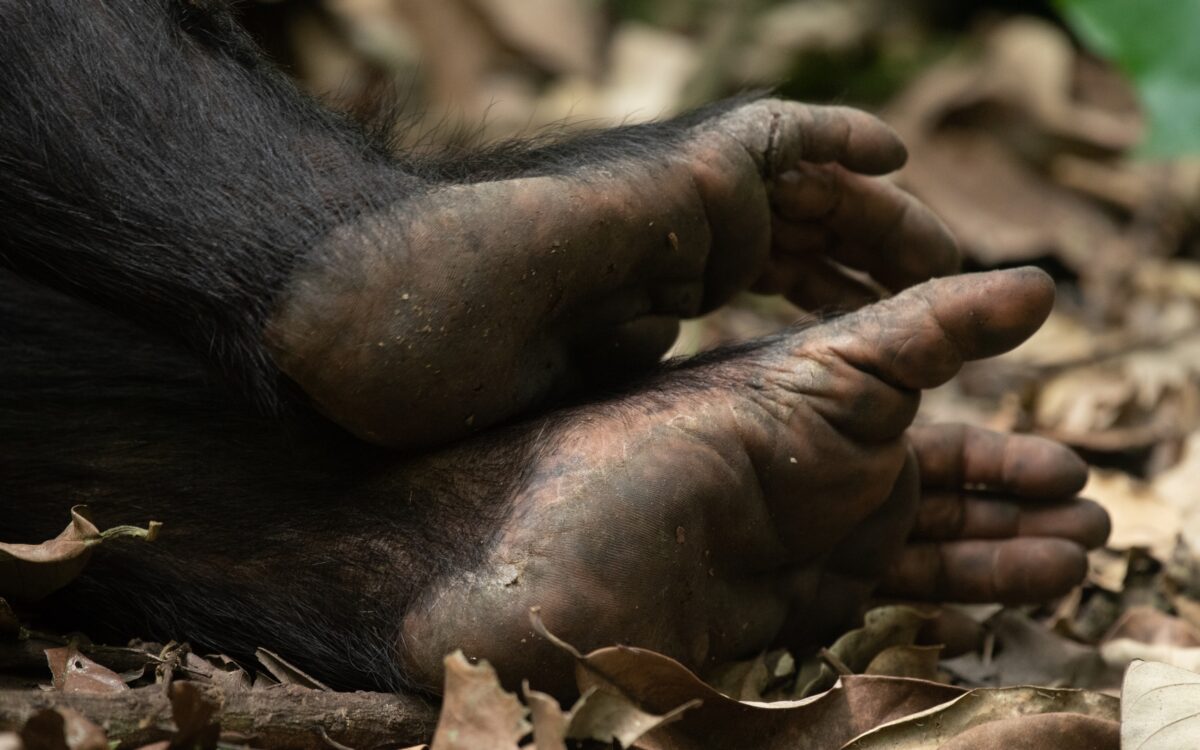 Chimpanzee Tracking in Africa