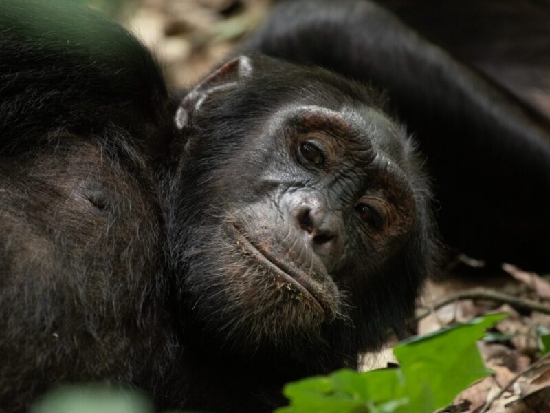 Garamba National Park