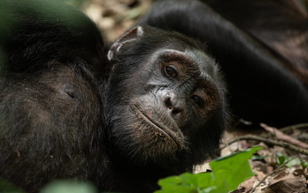 Garamba National Park