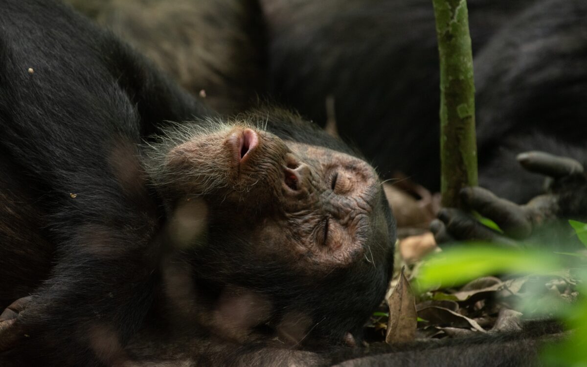 Kibale Forest National Park