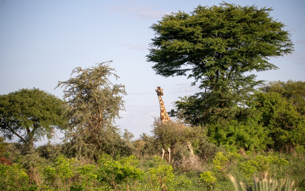 4 Days Lake Mburo National Park