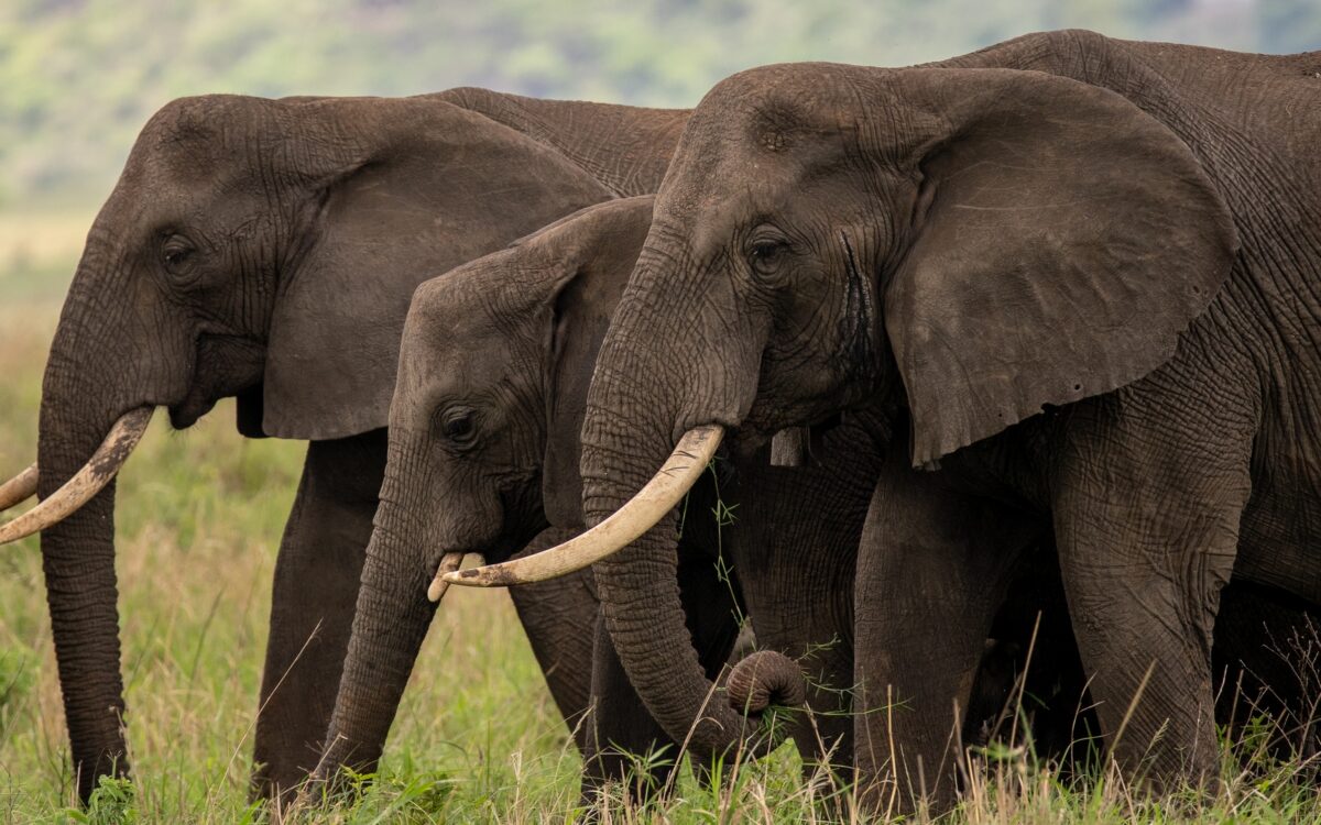 Queen Elizabeth National Park 