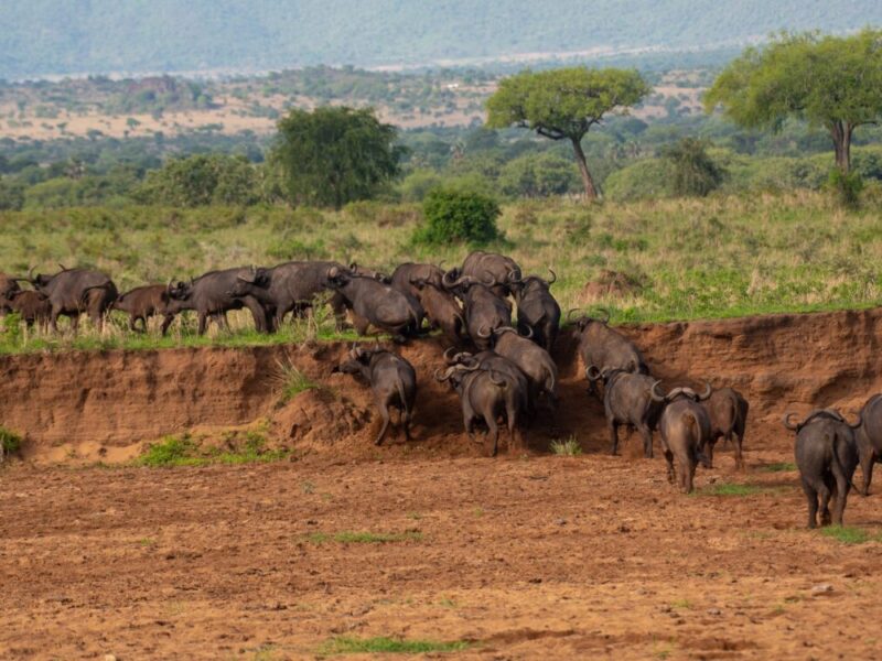 8 Days Kenya Uganda Luxury Safari