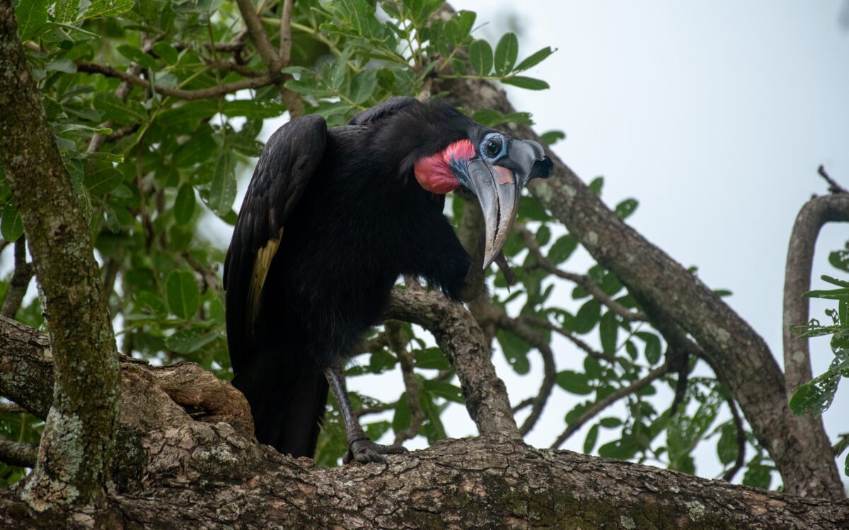 Bird Watching Safari 