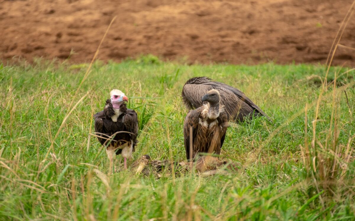 Bird Watching Safari 