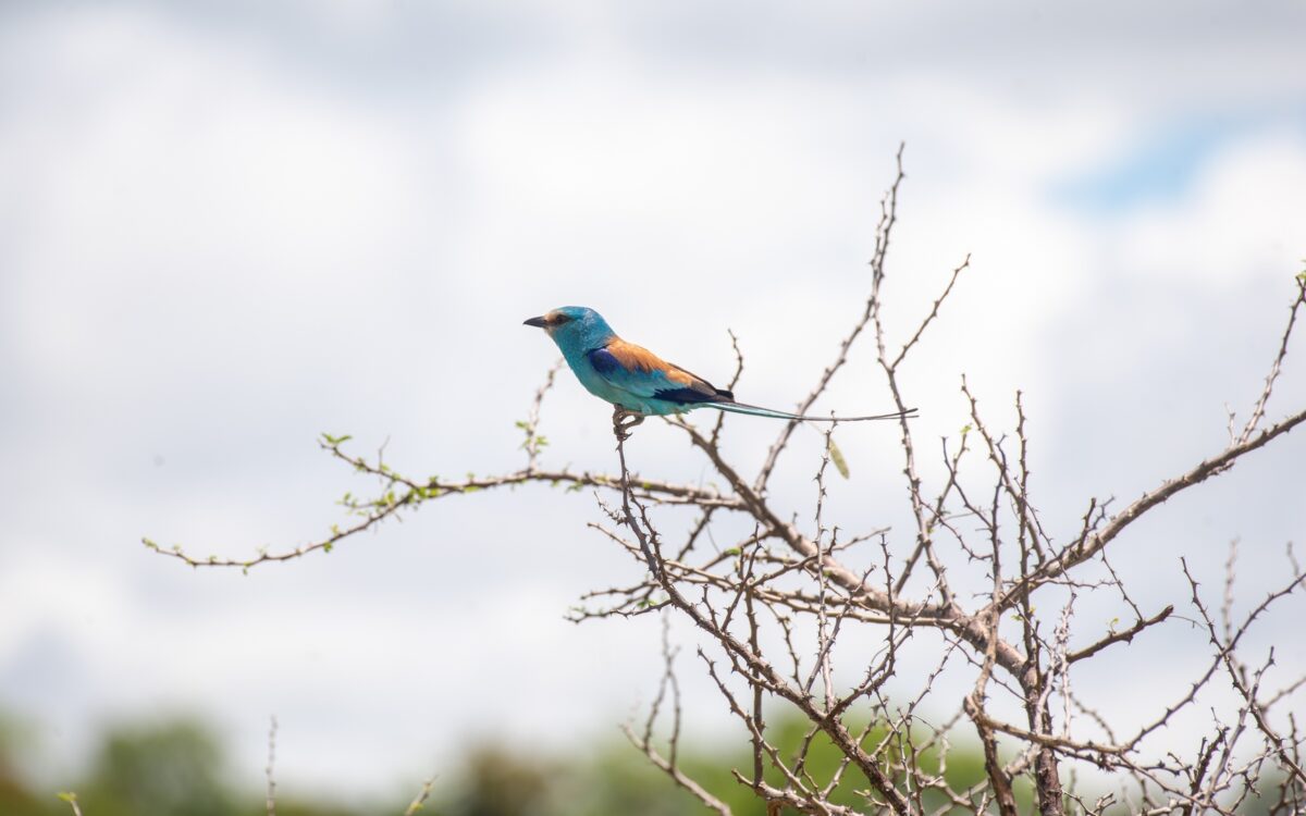 Semuliki National Park 