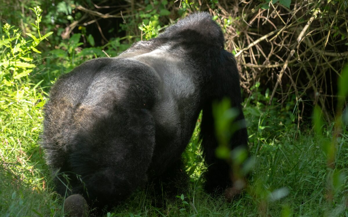 Is Gorilla Trekking in Uganda Ethical