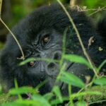 6 Days Rwanda Uganda Safari