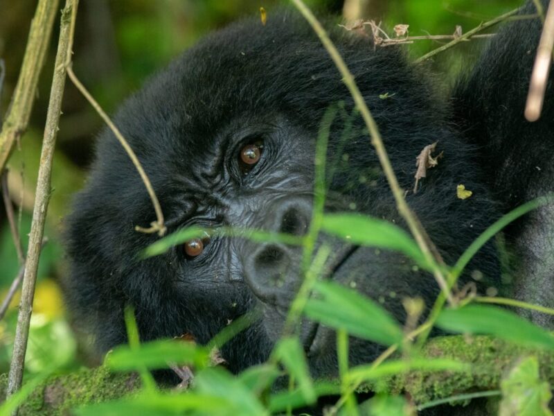 6 Days Rwanda Uganda Safari