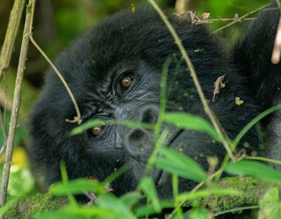 6 Days Rwanda Uganda Safari