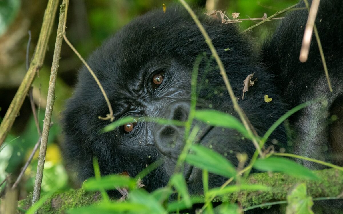 6 Days Rwanda Uganda Safari