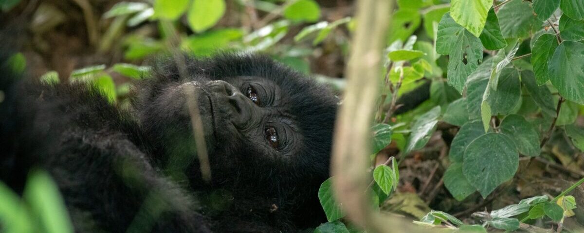 1 Day Rwanda Gorilla Trek Tour