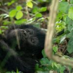 1 Day Rwanda Gorilla Trek Tour