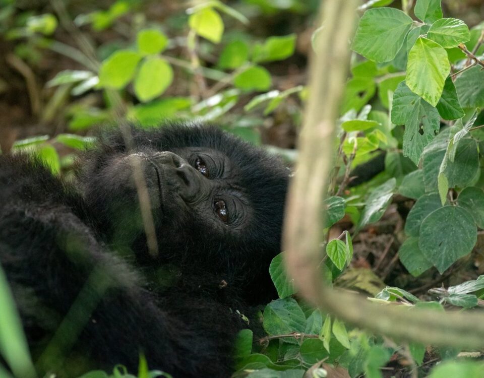 1 Day Rwanda Gorilla Trek Tour