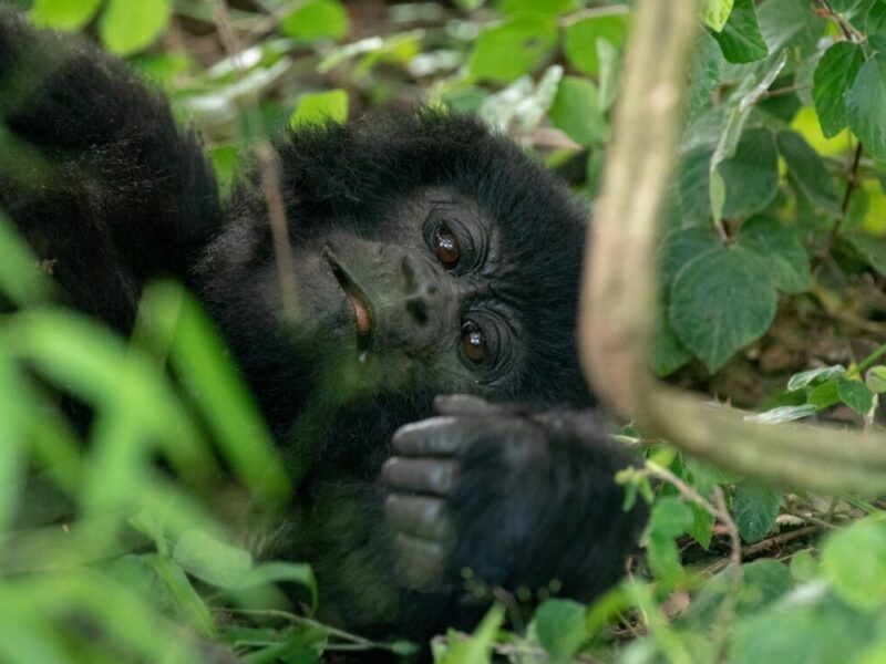 7 Days Highlights of Rwanda Safari