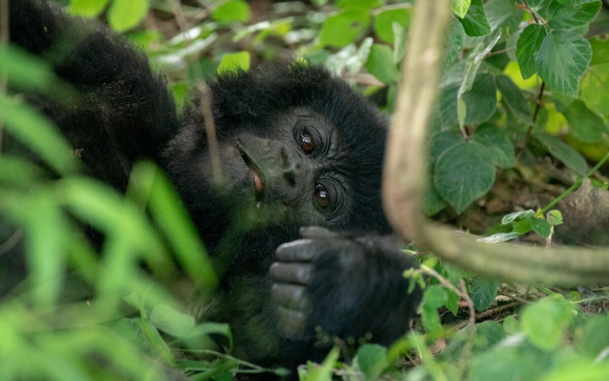 How Do You Prepare for Uganda Gorilla Trekking