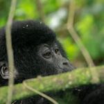 7 Days Rwanda Safaris