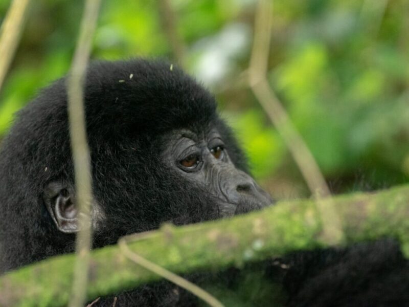 7 Days Rwanda Safaris