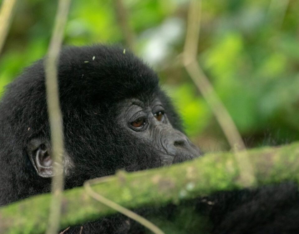 7 Days Rwanda Safaris