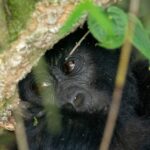 4 Days Rwanda Safari