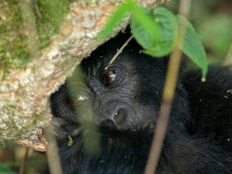 4 Days Rwanda Safari