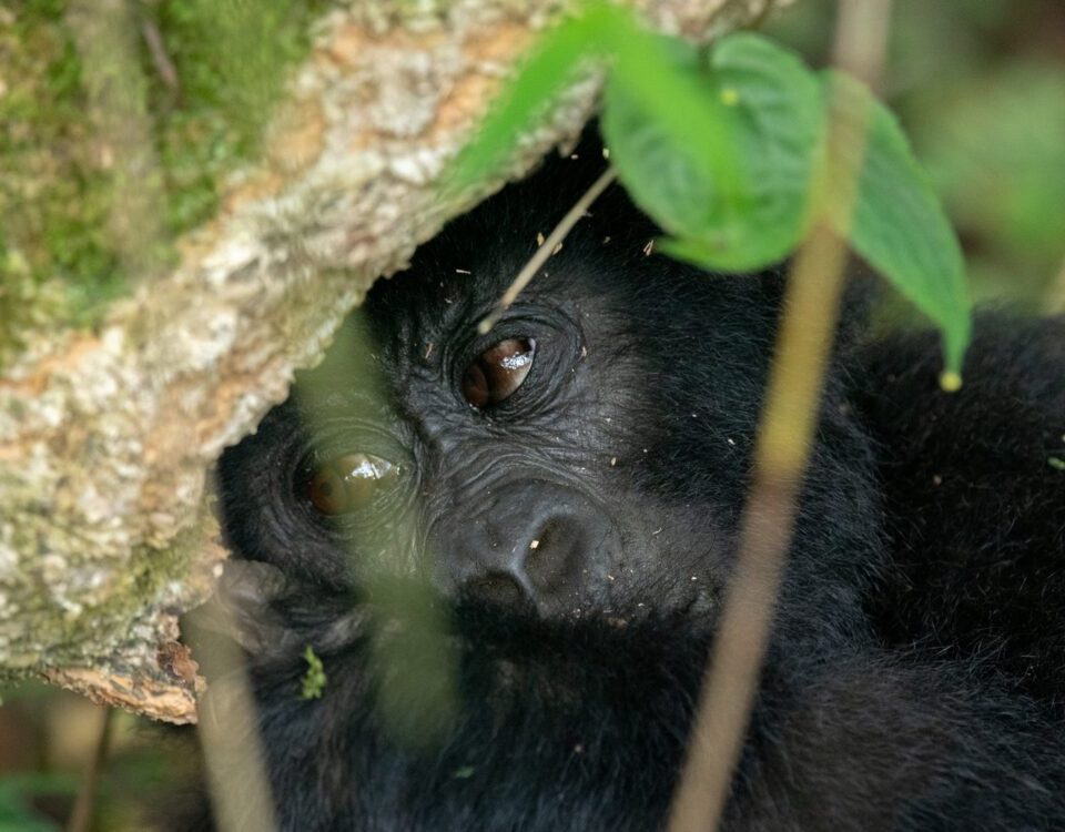 4 Days Rwanda Safari