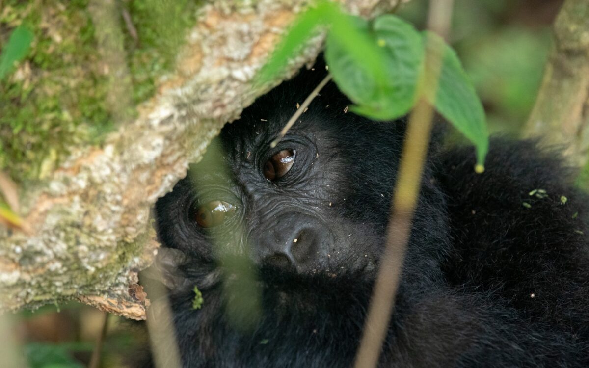 4 Days Rwanda Safari