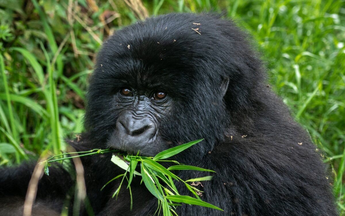 Best Time for Congo Safaris?