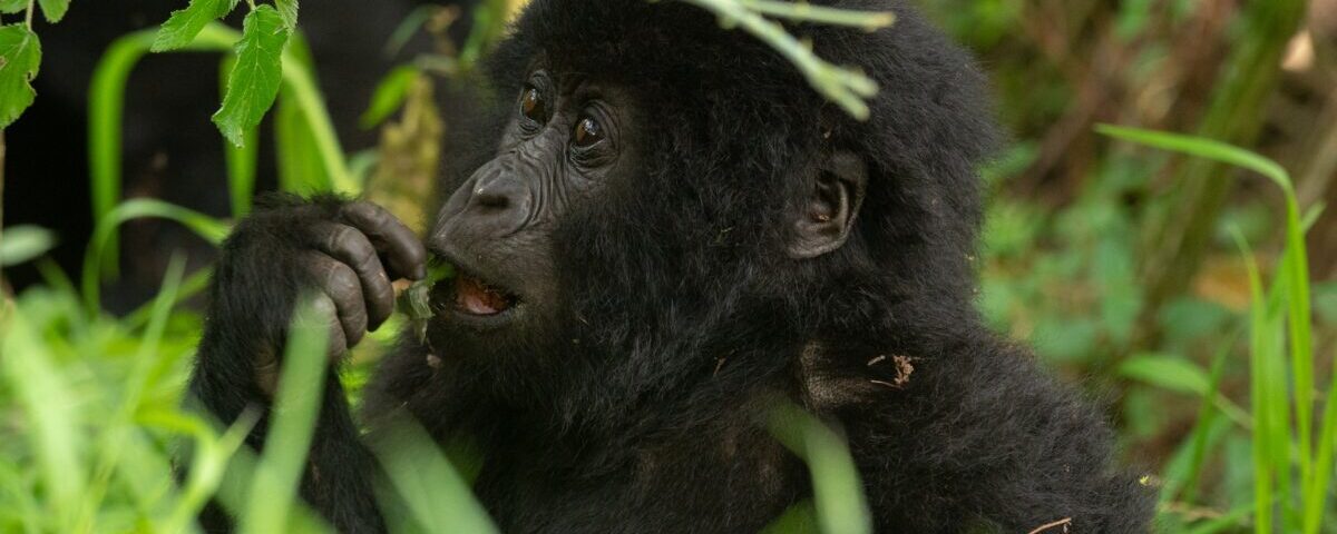 Gorilla Trekking Safaris