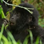 Gorilla Trekking Safaris