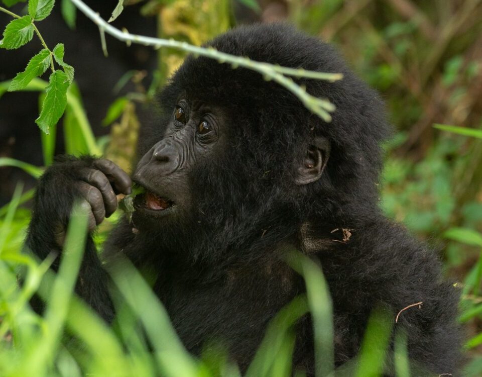 Gorilla Trekking Safaris