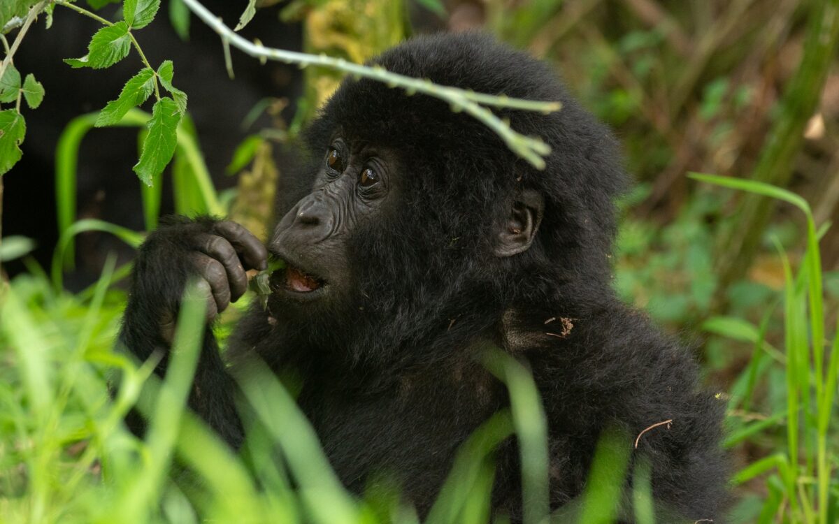 Gorilla Trekking Safaris