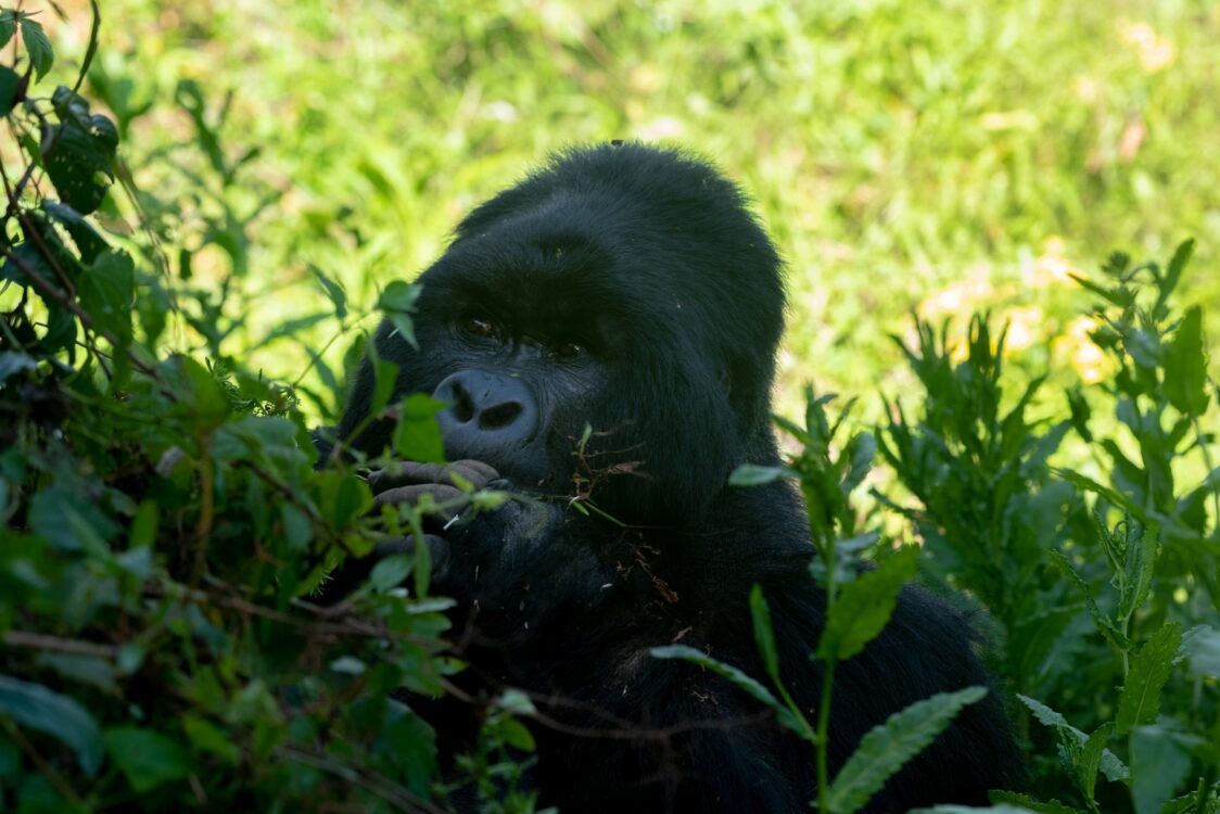 How Do You Prepare for Uganda Gorilla Trekking