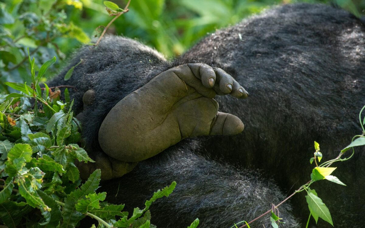 Is Gorilla Trekking in Uganda Ethical