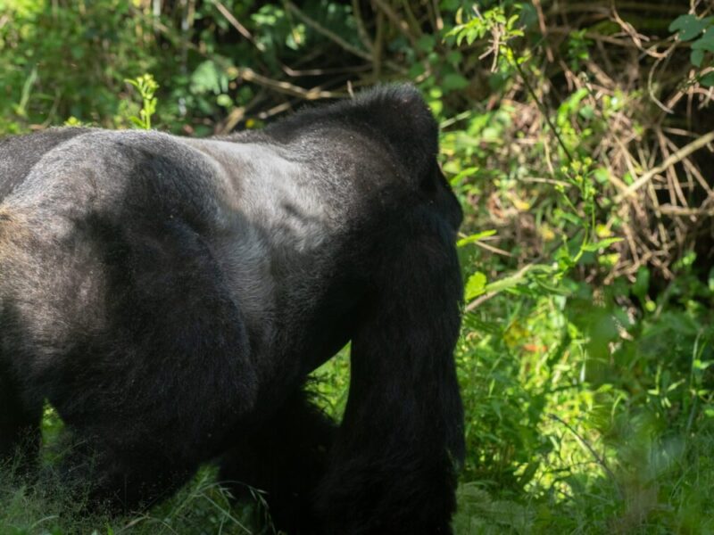 Uganda Village Safaris