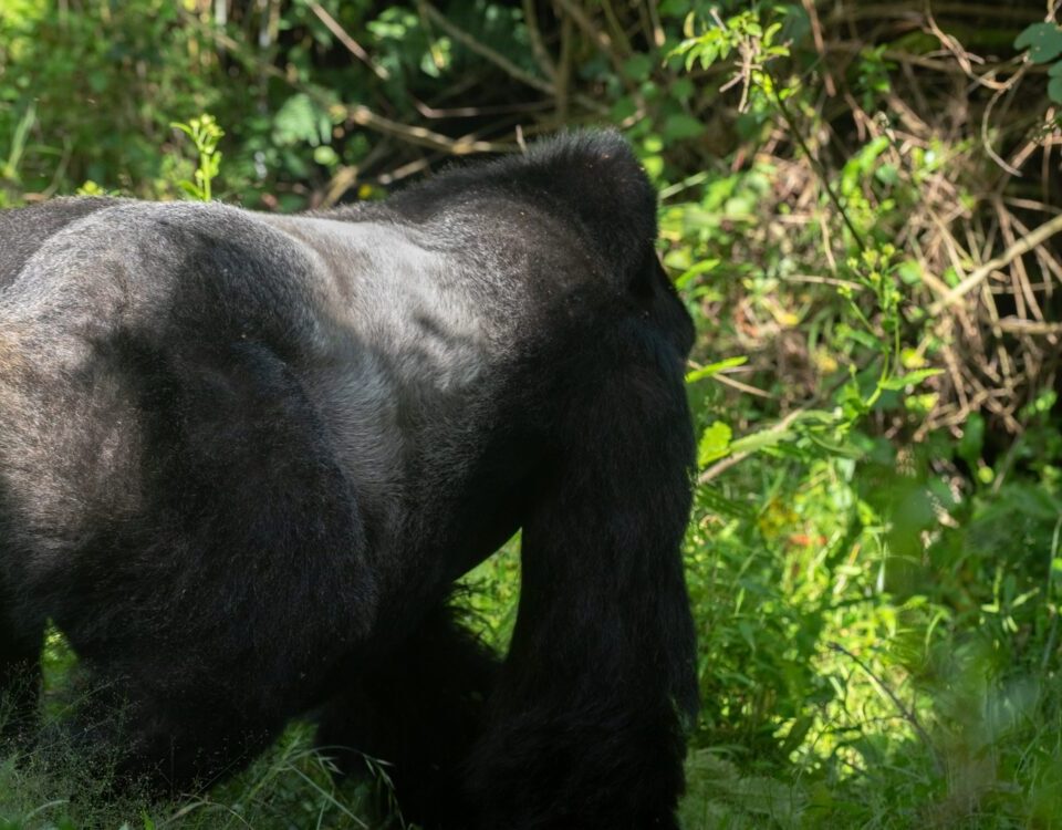 Uganda Village Safaris