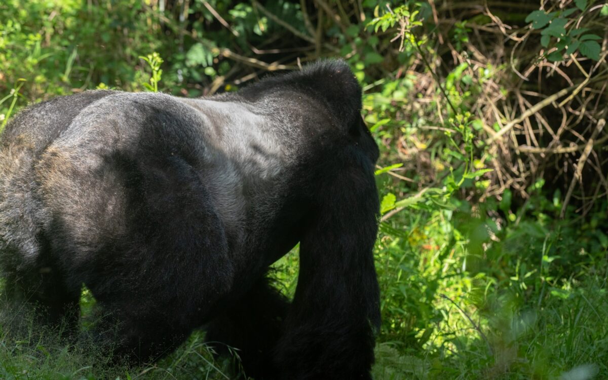 How Difficult is Gorilla Trekking in Uganda?