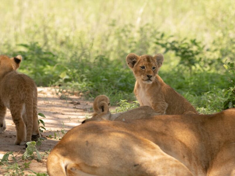 4 Days Kidepo Valley National Park