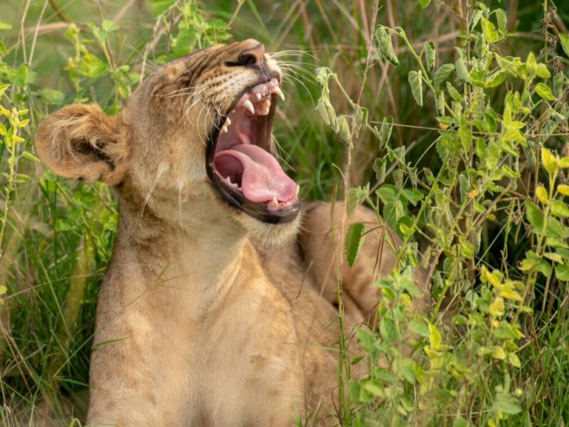 9 Days Uganda Wildlife Tour