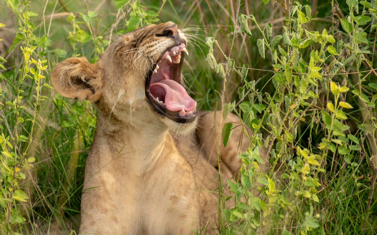 9 Days Uganda Wildlife Tour