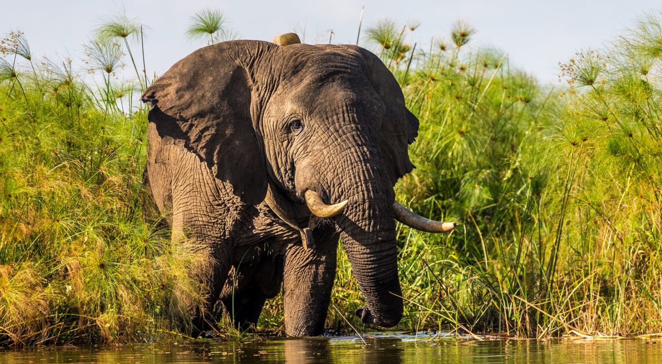 Amboseli National Park