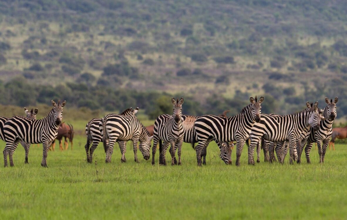 Amboseli National Park